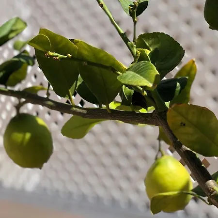 民宿 Con Bano Y Jardin Privado En Casa Tipica Centro